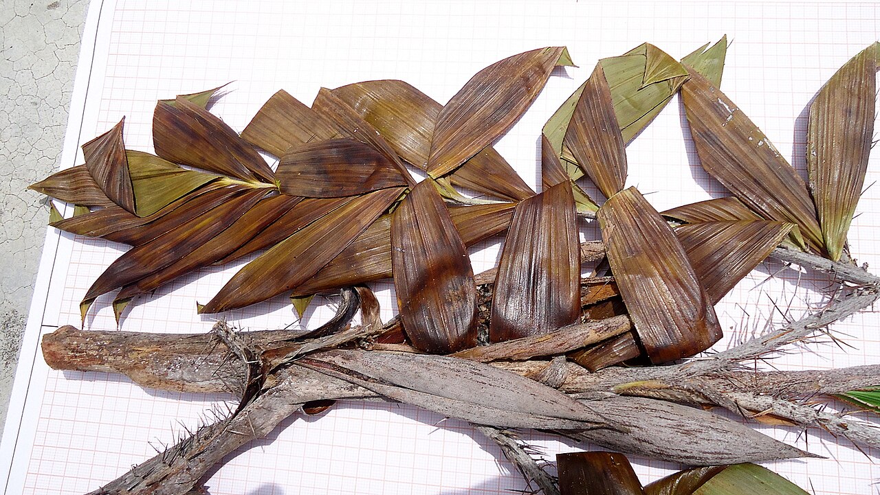 Bactris soeiroana: Bactris soeiroana Noblick ex A.J. Hend.
