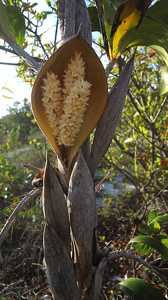 Bactris soeiroana: Bactris soeiroana Noblick ex A.J. Hend.