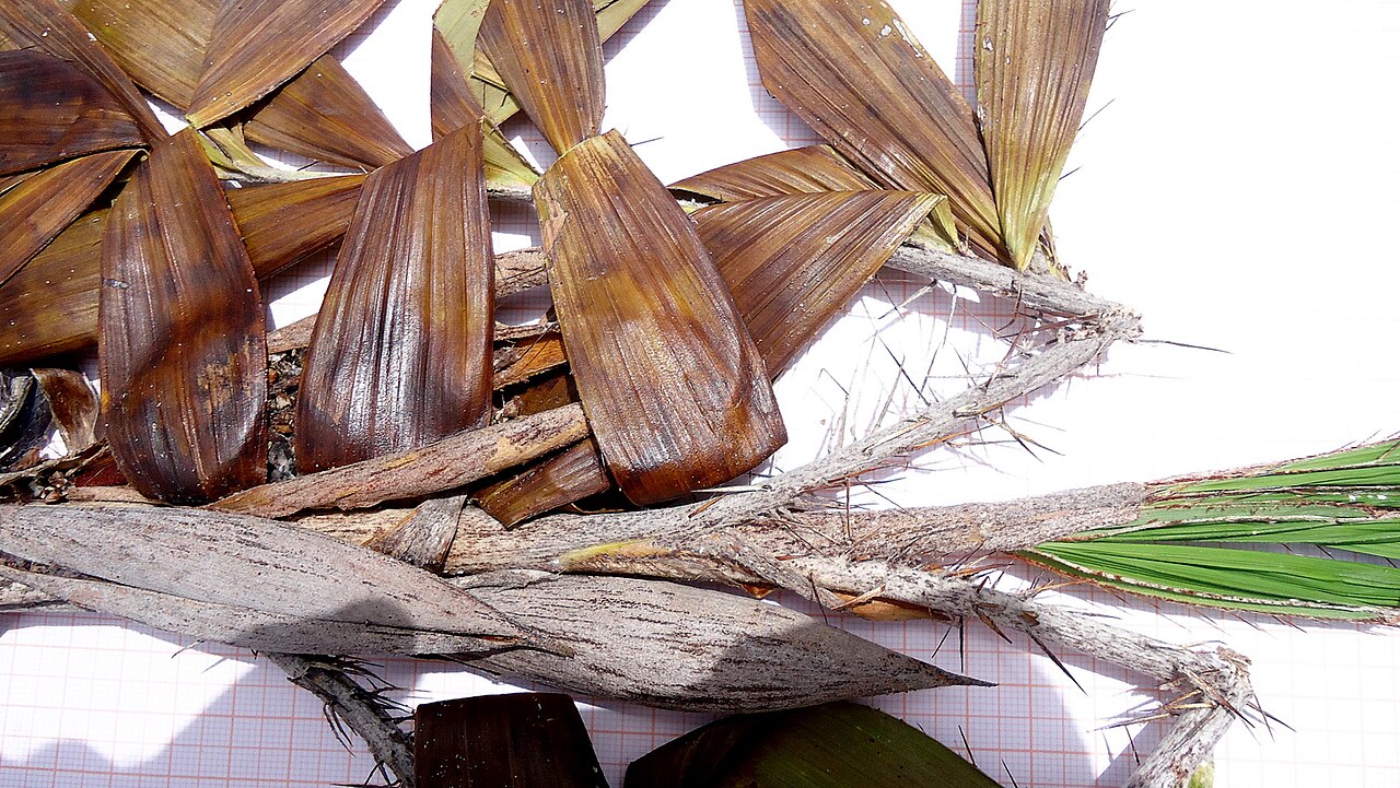 Bactris soeiroana: Bactris soeiroana Noblick ex A.J. Hend.