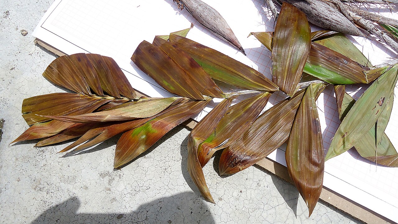Bactris soeiroana: Bactris soeiroana Noblick ex A.J. Hend.