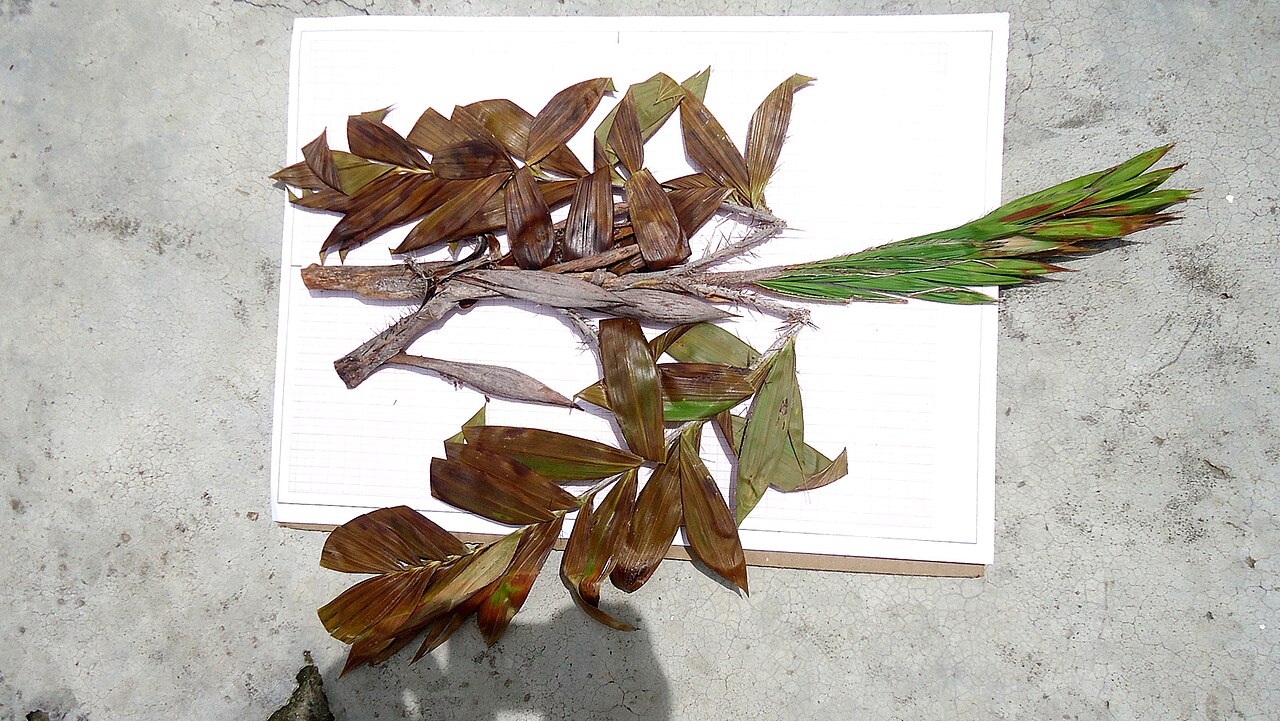 Bactris soeiroana: Bactris soeiroana Noblick ex A.J. Hend.