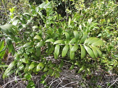 Bactris soeiroana (Bactris soeiroana)