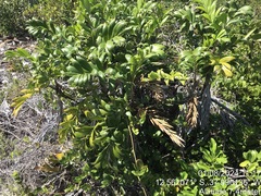 Bactris soeiroana (Bactris soeiroana)