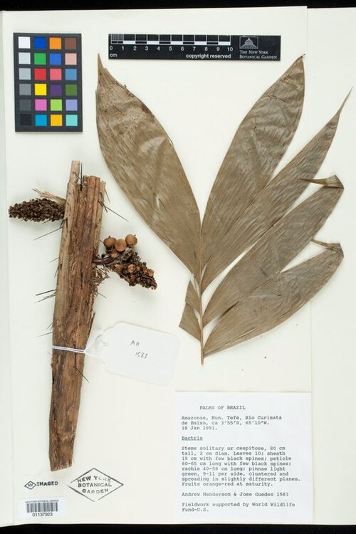 Bactris tefensis: Preserved specimen of Bactris tefensis
