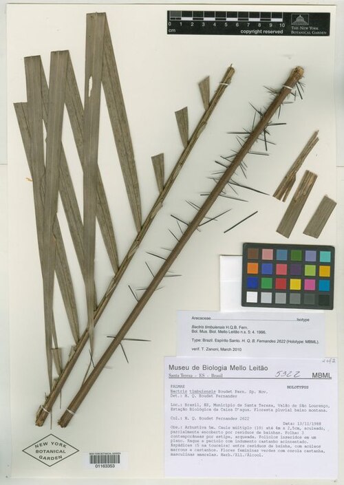Bactris timbuiensis: Preserved specimen of Bactris timbuiensis