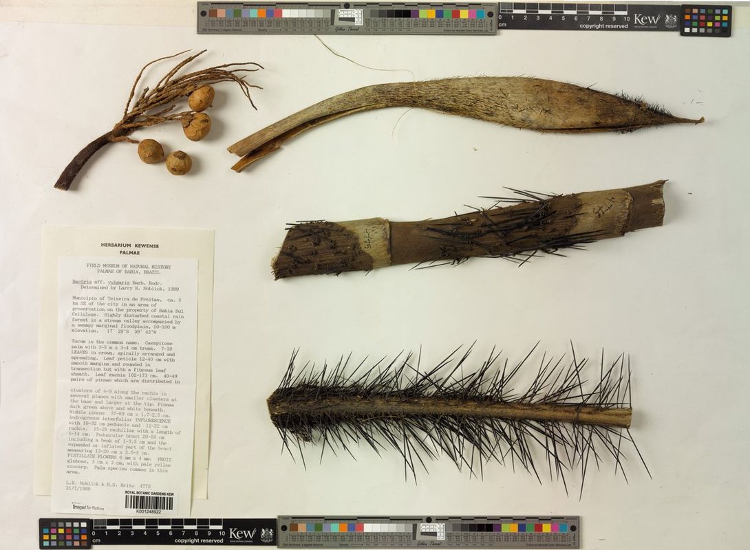 Bactris vulgaris: Preserved specimen of Bactris vulgaris