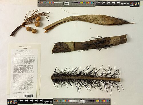 Bactris vulgaris: Preserved specimen of Bactris vulgaris