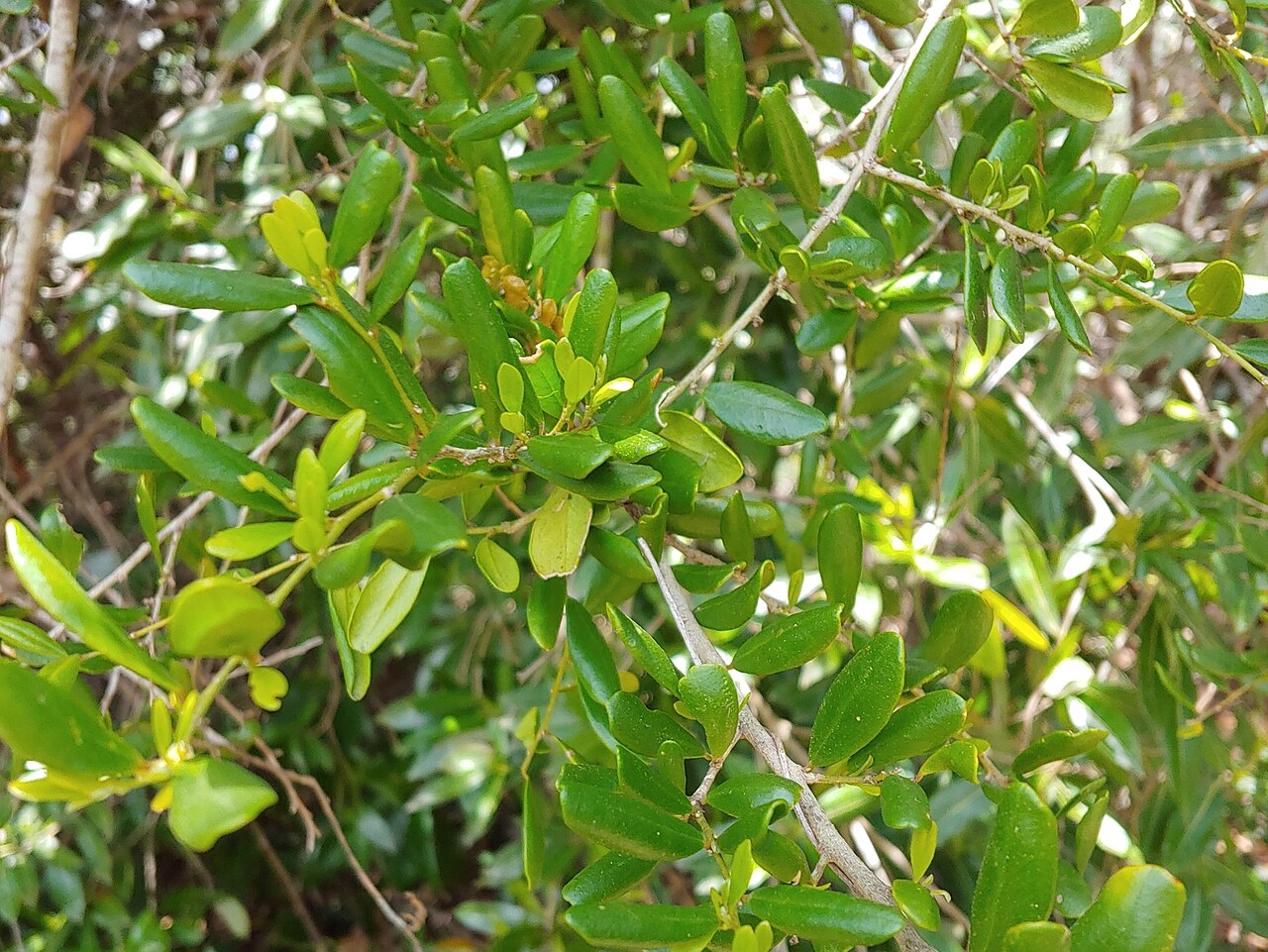 Crevajosa: Badiera penaea in Puerto Rico