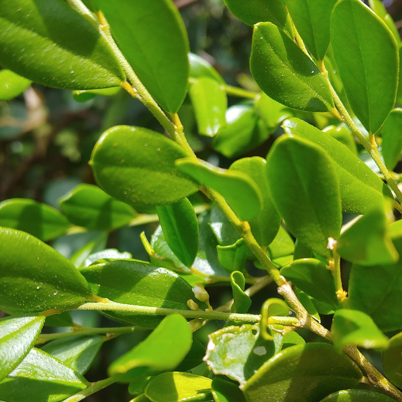 Crevajosa: Badiera penaea in Puerto Rico