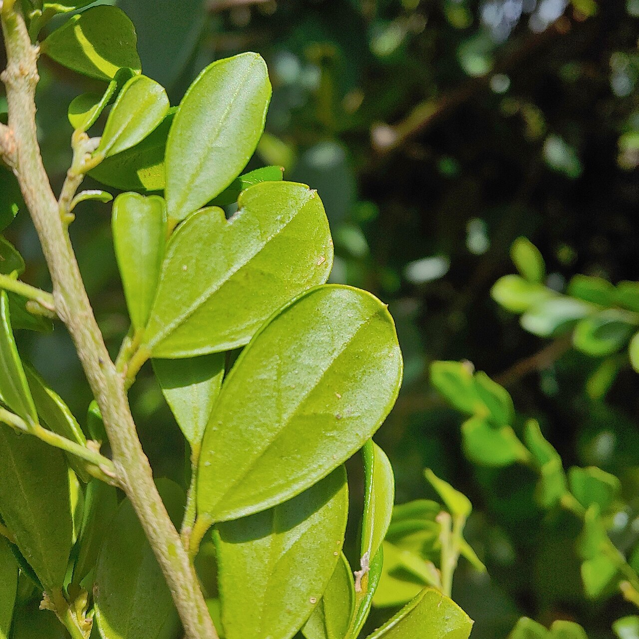 Crevajosa: Badiera penaea in Puerto Rico