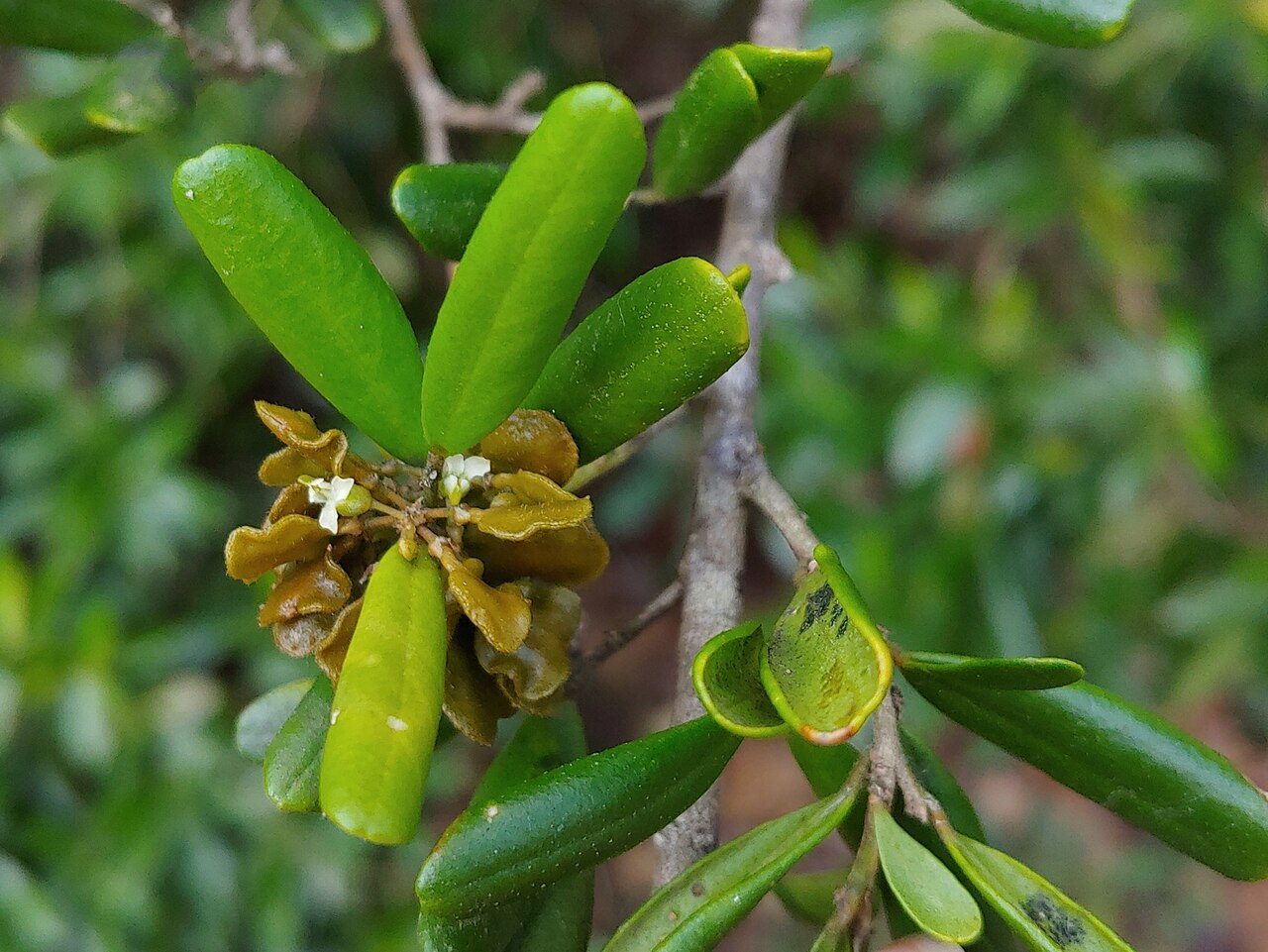 Crevajosa: Badiera penaea in Puerto Rico