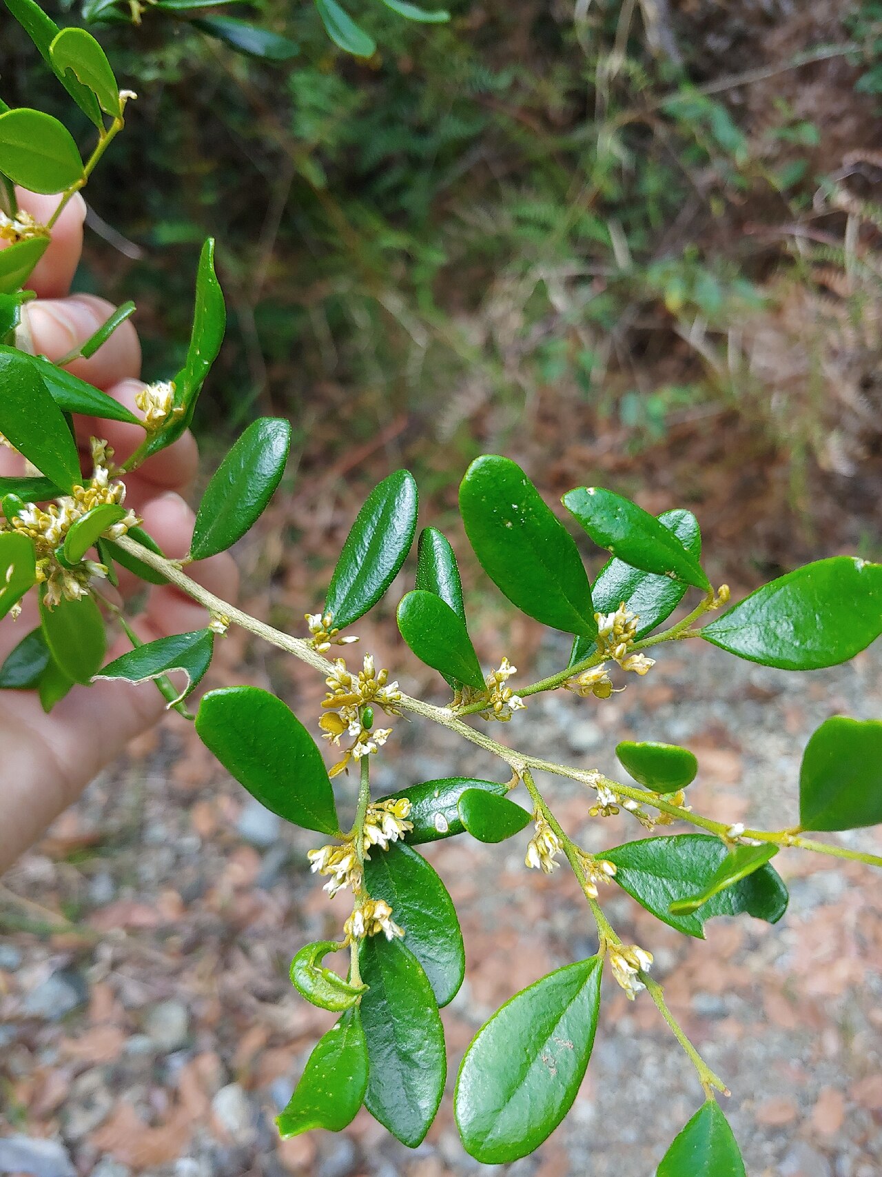 Crevajosa: Badiera penaea in Puerto Rico