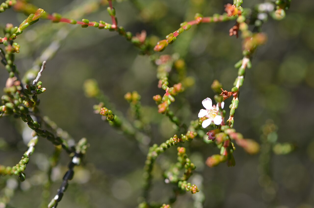 Baeckea brevifolia: Baeckea brevifolia, Muogamarra NP, NSW