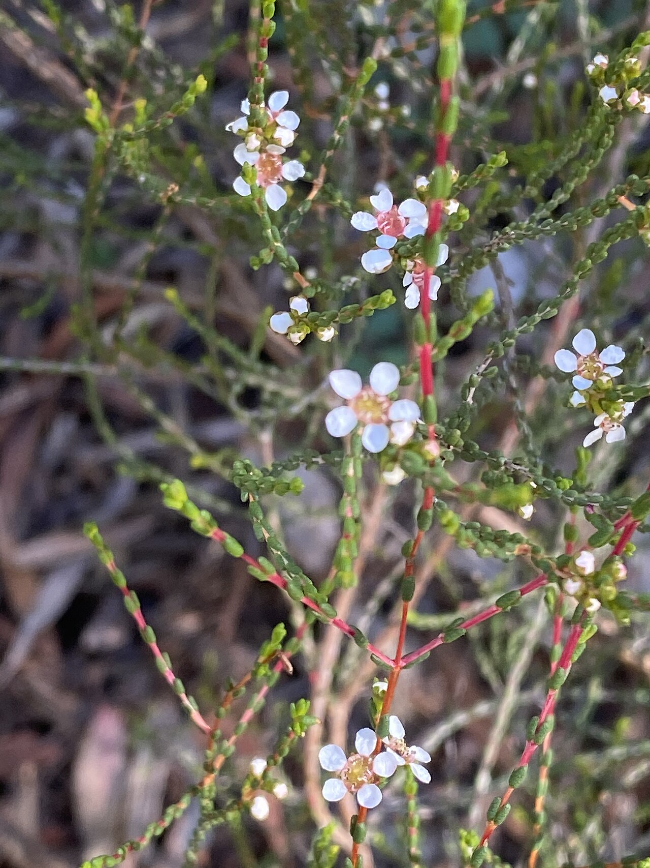 Baeckea brevifolia: Baeckea brevifolia cultivated plant growing in the Australian National Botanic Garden