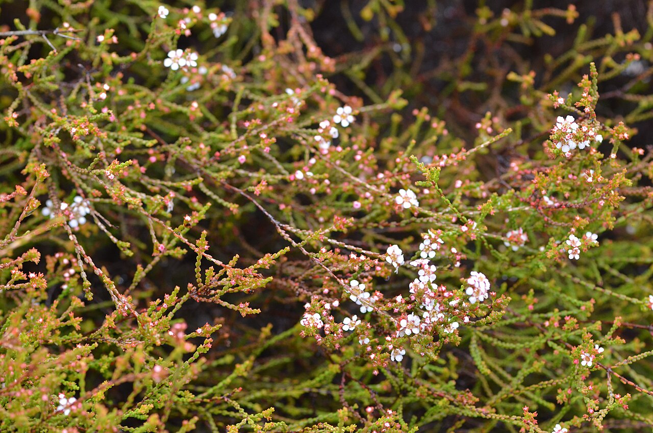 Baeckea brevifolia: Baeckea brevifolia Muogamarra NR. Growing in a shallow depression on bare sandstone...