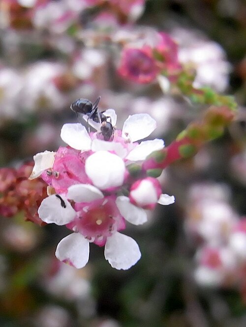 Baeckea brevifolia: Baeckea brevifolia, labeled at Batemans Bay Botanic Gardens, Australia