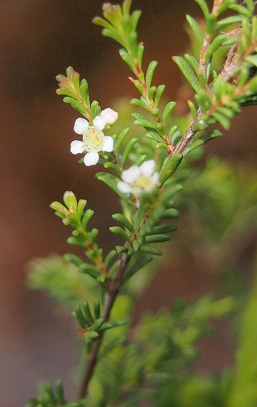 Baeckea diosmifolia: Baeckea diosmifolia flowers
