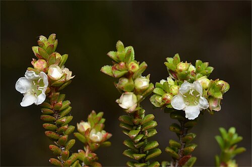 Baeckea diosmifolia: Baeckea diosmifolia in Morton National Park, between Wingello and Bundanoon, New South Wales