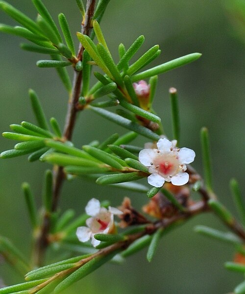 Baeckea: Baeckea frutescens flos et folii. From Belitong, South Sumatra, Indonesia .