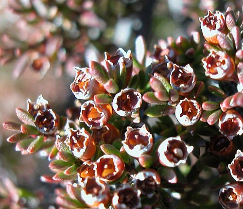 Baeckea gunniana: Baeckea gunniana