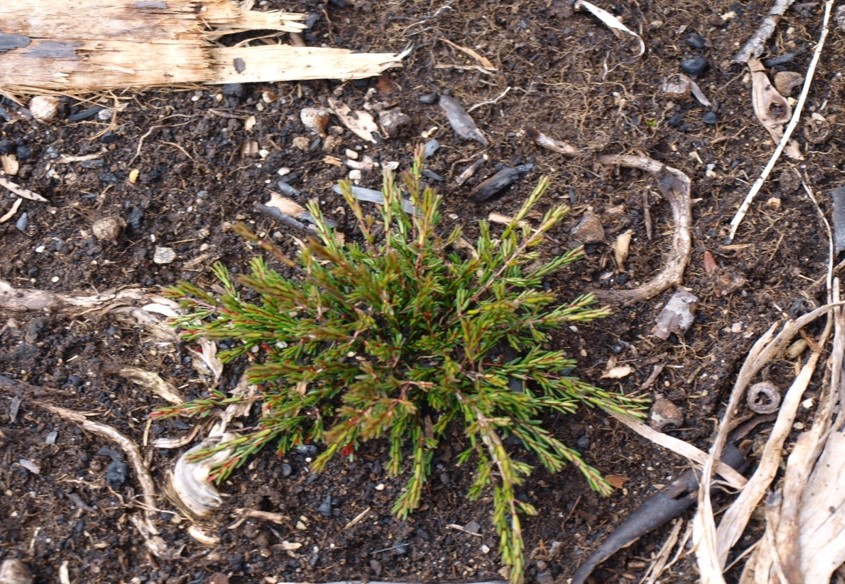 Baeckea gunniana: Baeckea gunniana in Lake Mountain, Australia