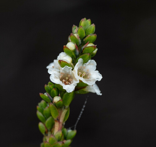 Baeckea imbricata (Baeckea imbricata)