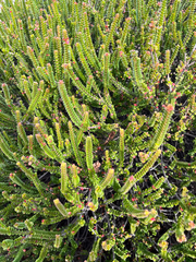 Baeckea imbricata (Baeckea imbricata)