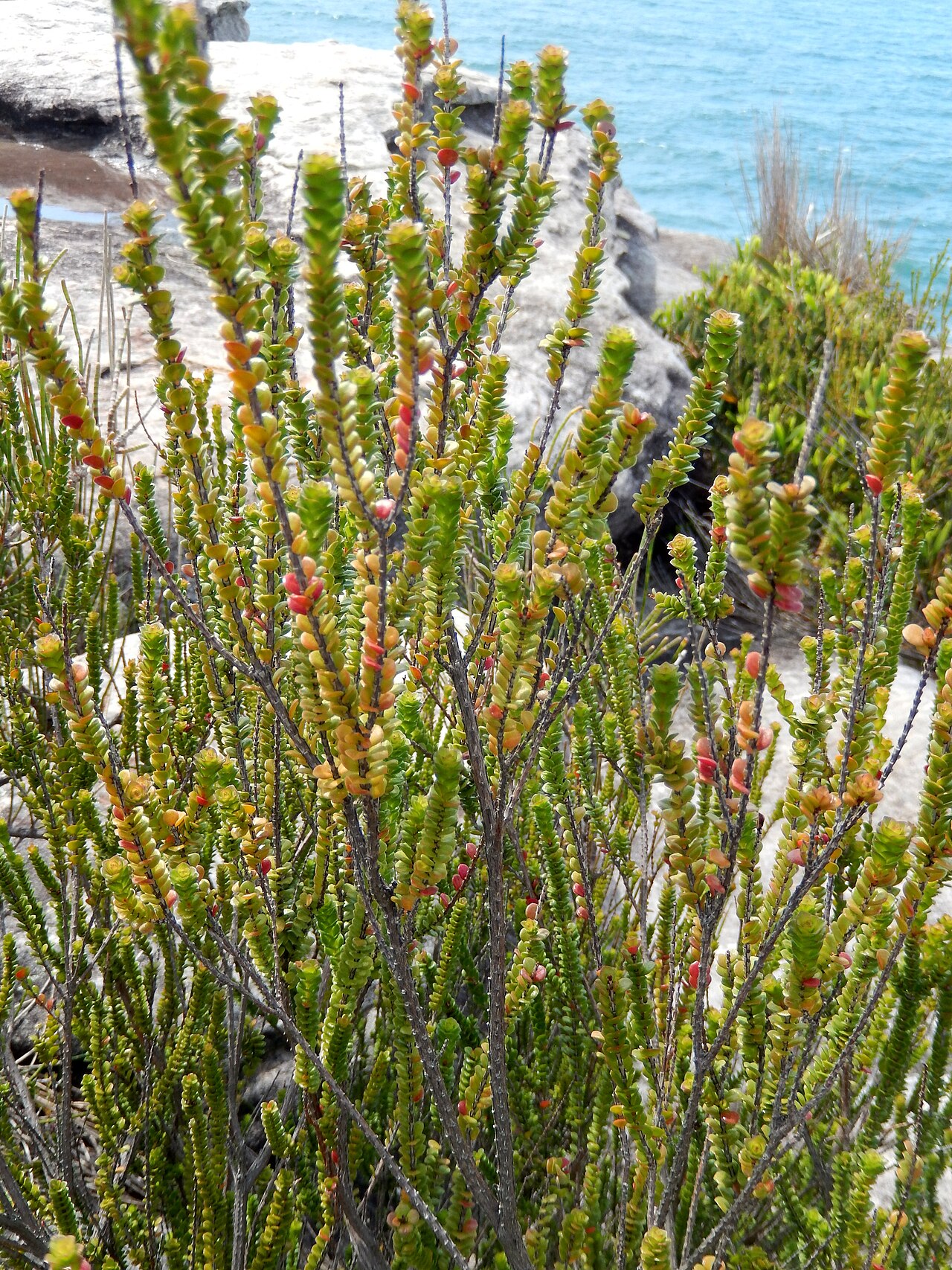 Baeckea imbricata: Baeckea imbricata at Dee Why headland, Sydney. Australia.