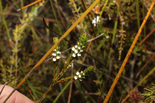 Baeckea imbricata (Baeckea imbricata)