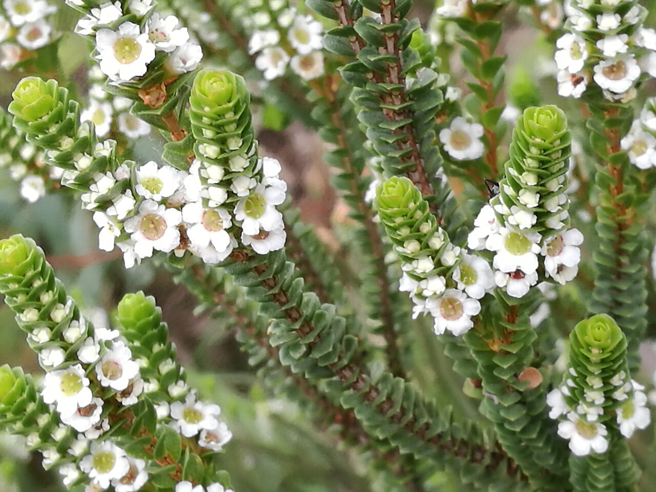 Baeckea imbricata: Baeckea imbricata Barrenjoey Lighthouse Track, Palm Beach, New South Wales