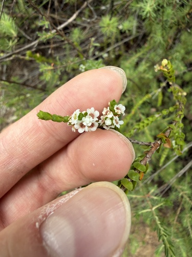 Baeckea imbricata (Baeckea imbricata)