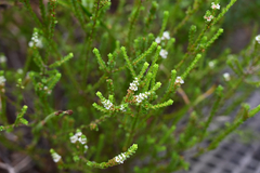 Baeckea imbricata (Baeckea imbricata)