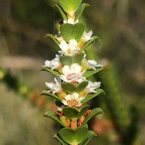 Baeckea imbricata (Baeckea imbricata)