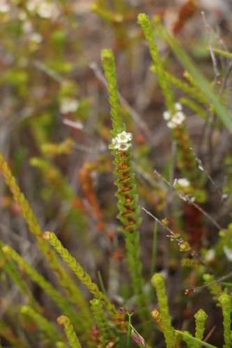Baeckea imbricata (Baeckea imbricata)