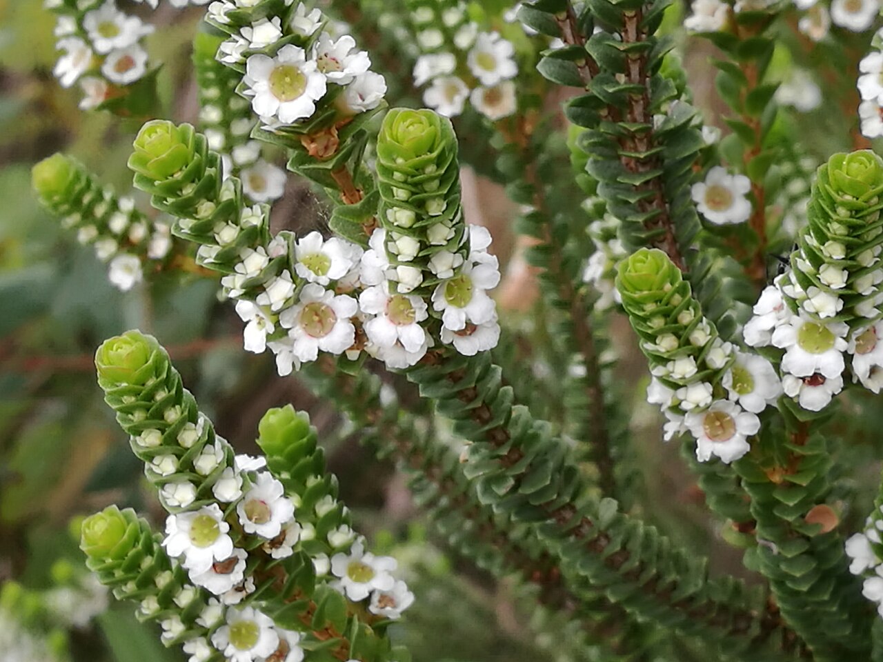 Baeckea imbricata: Baeckea imbricata Barrenjoey Lighthouse Track, Palm Beach, New South Wales .