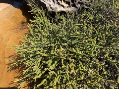 Baeckea imbricata (Baeckea imbricata)