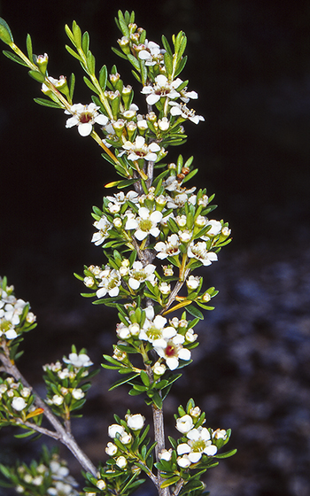 Baeckea latifolia: Baeckea latifolia in the Australian National Botanic Gardens