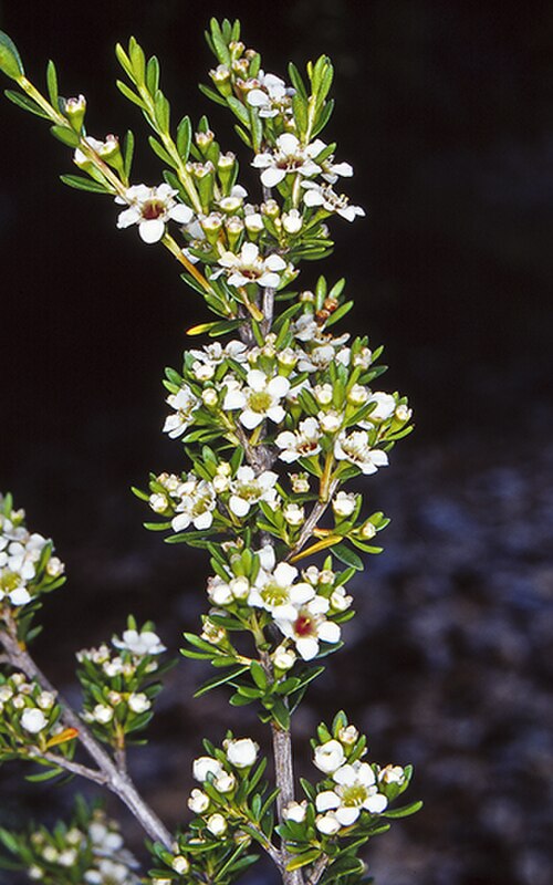 Baeckea latifolia: Baeckea latifolia in the Australian National Botanic Gardens