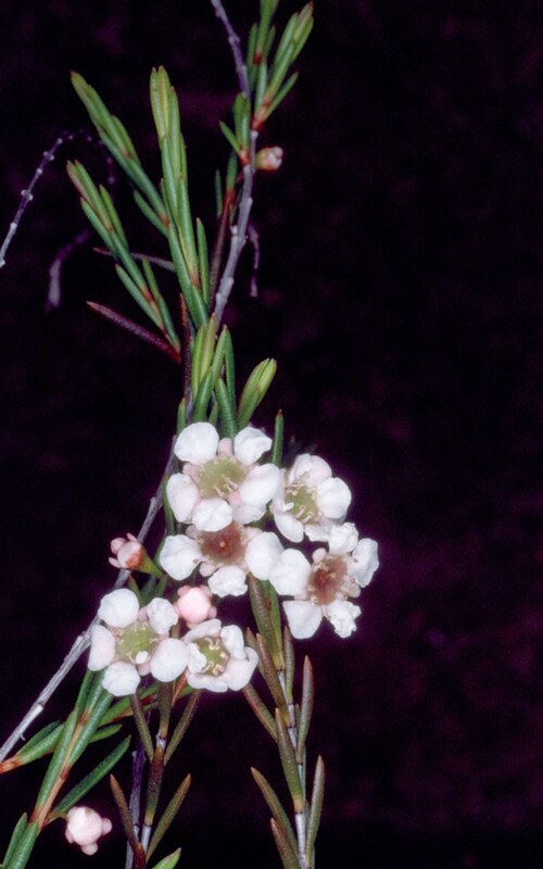 Baeckea leptocaulis: Baeckea leptocaulis in the Australian National Botanic Gardens