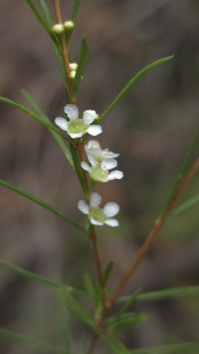 Swamp baeckea (Baeckea linifolia)