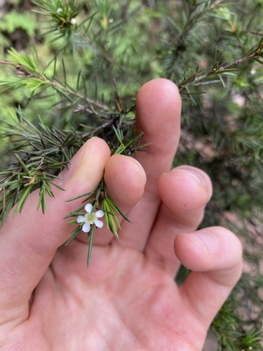 Swamp baeckea (Baeckea linifolia)