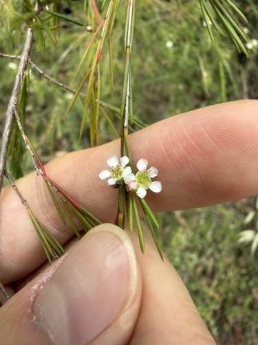Swamp baeckea (Baeckea linifolia)