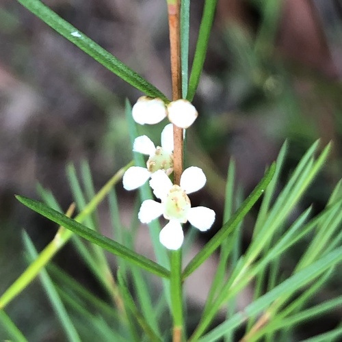 Swamp baeckea (Baeckea linifolia)