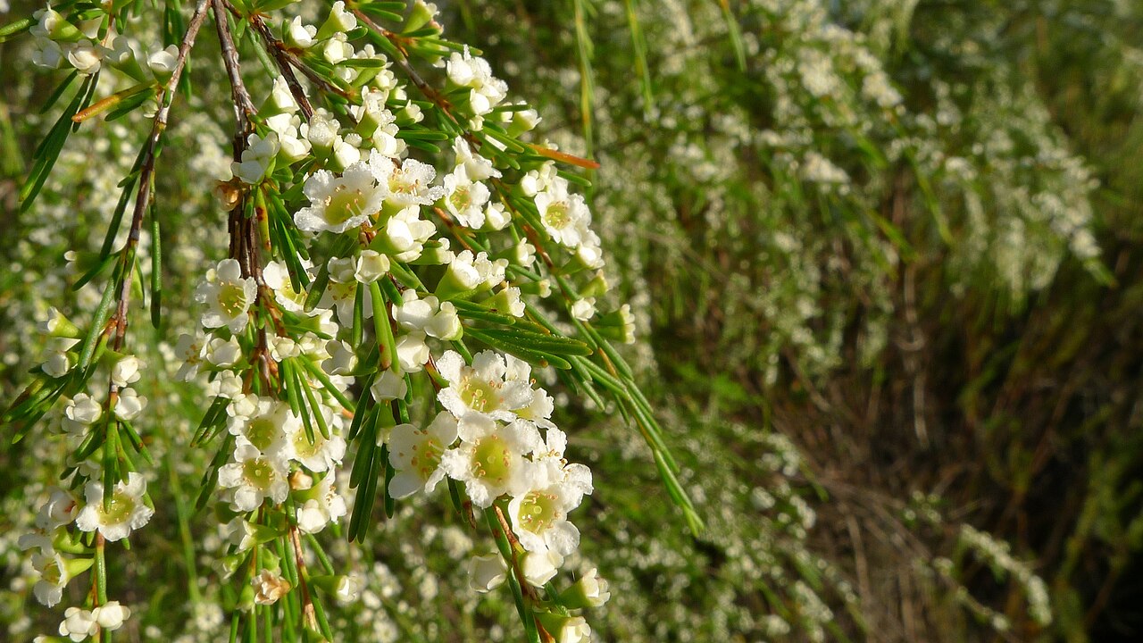 Swamp baeckea: Weeping Baeckea, Baeckea linifolia . Limeburners Creek National Park, NSW Australia, December 2013.
