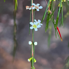 Swamp baeckea (Baeckea linifolia)