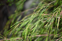 Swamp baeckea (Baeckea linifolia)