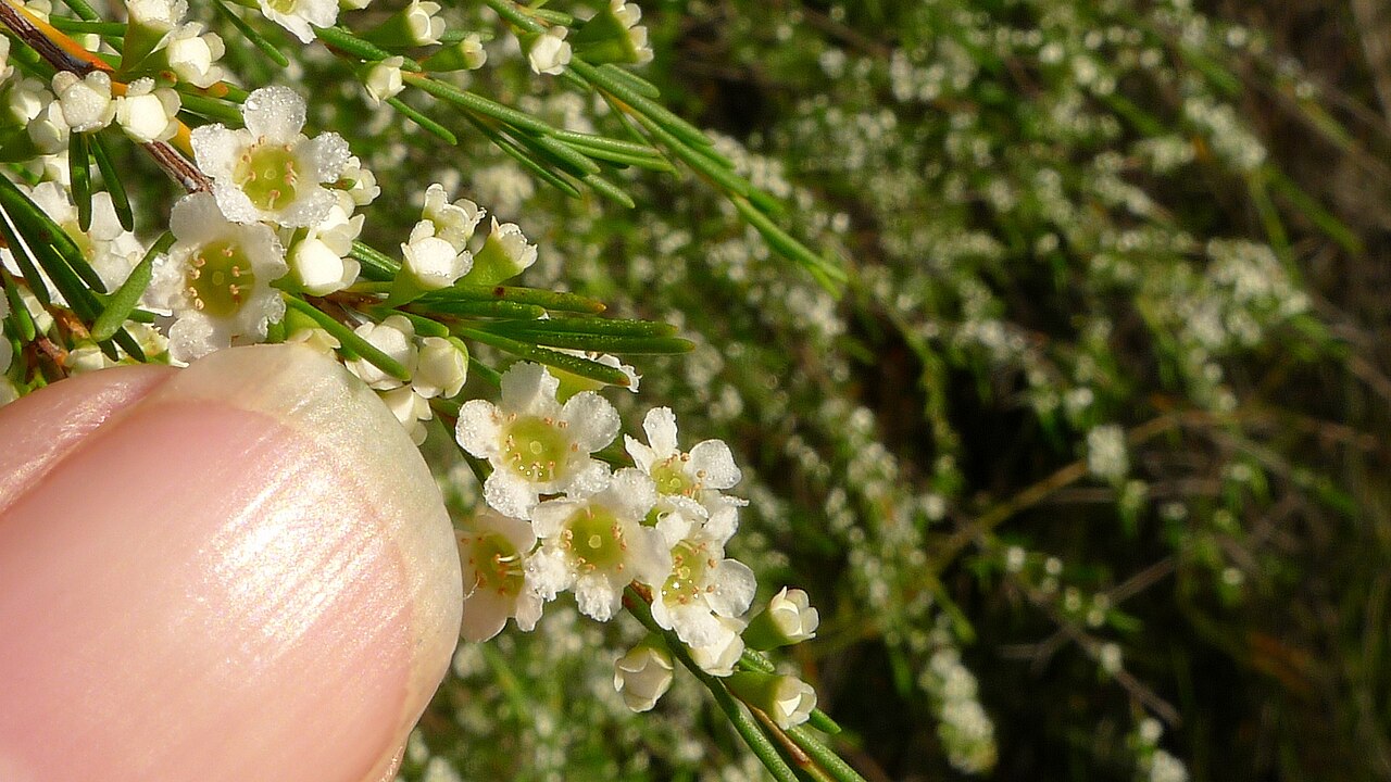 Swamp baeckea: Weeping Baeckea, Baeckea linifolia . Flowers are about 6 mm across. Limeburners Creek National Park, NSW Australia, December 2013.