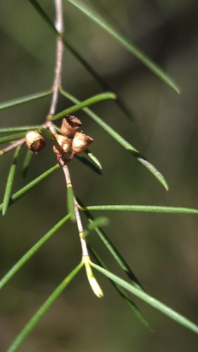 Swamp baeckea (Baeckea linifolia)