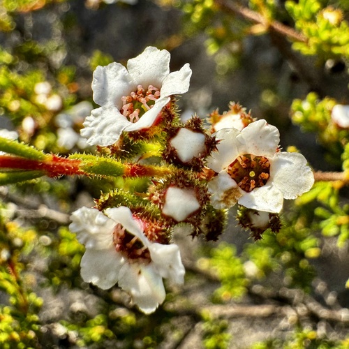 Baeckea muricata (Baeckea muricata)