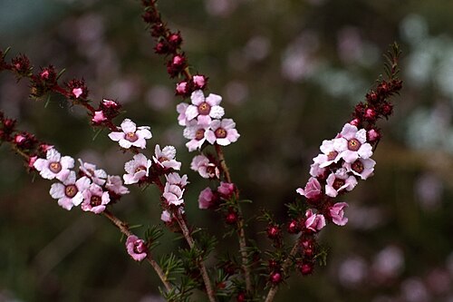 Baeckea muricata: Baeckea muricata in a private garden in Tranmere, Adelaide, South Australia